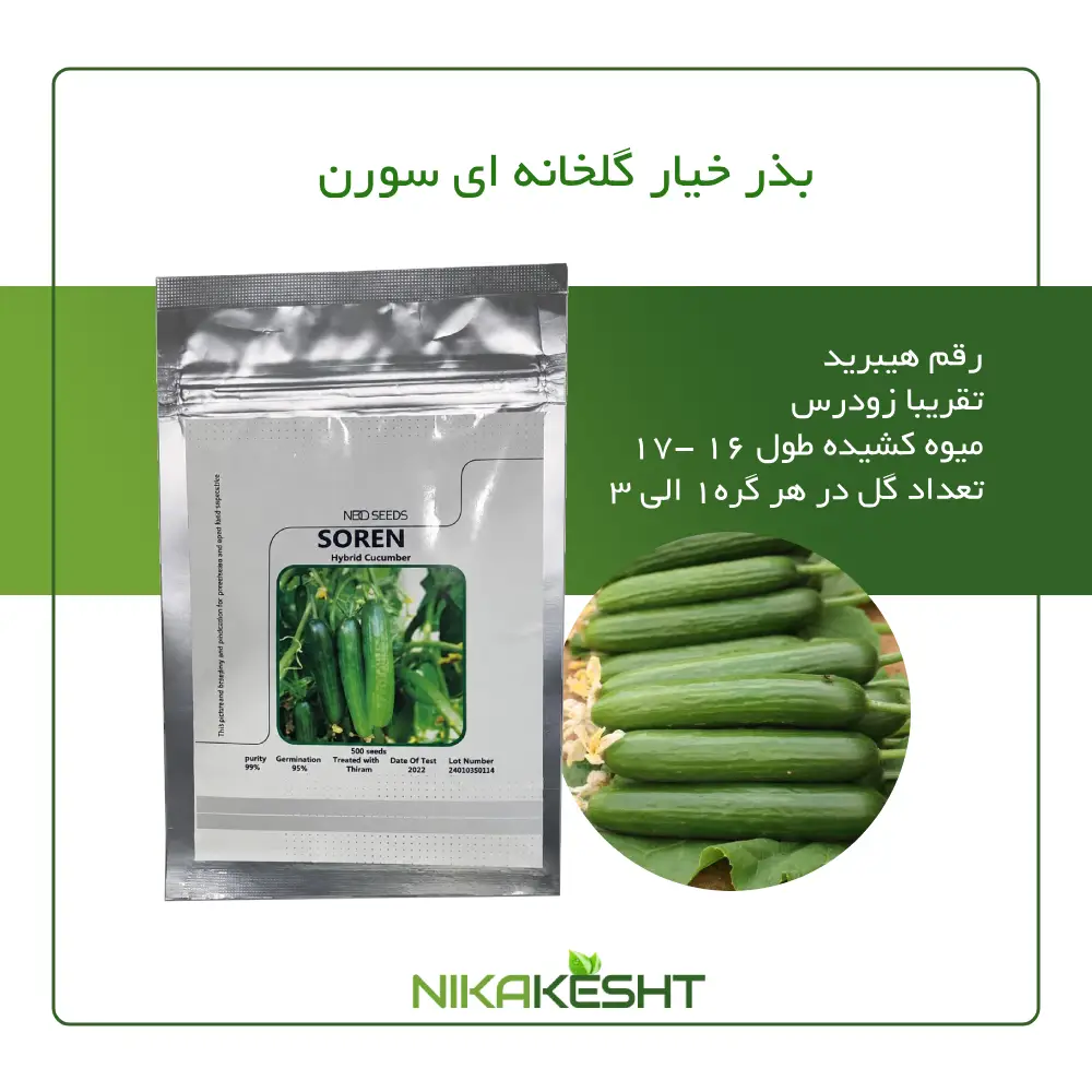 بذر خیار گلخانه ای سورن