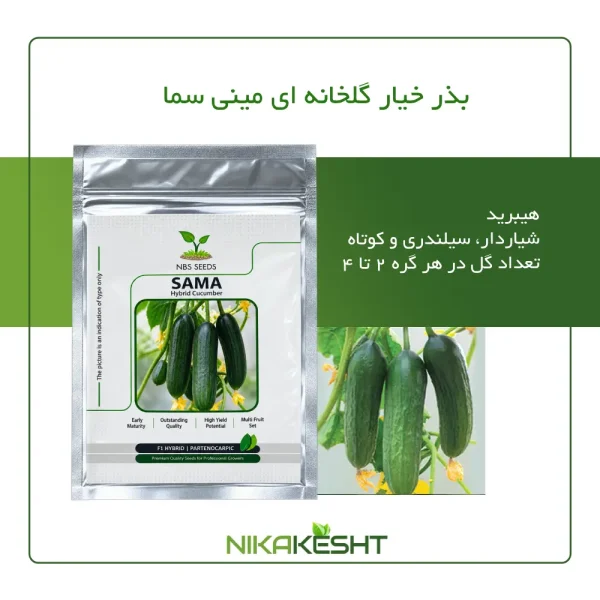 بذر خیار مینی سما