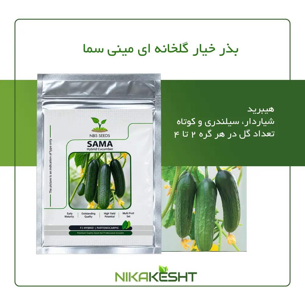 بذر خیار مینی سما