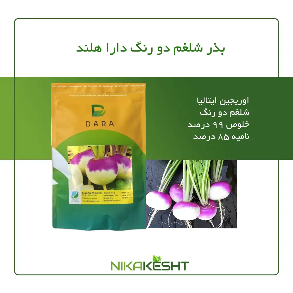 بذر شلغم دورنگ دارا DARA