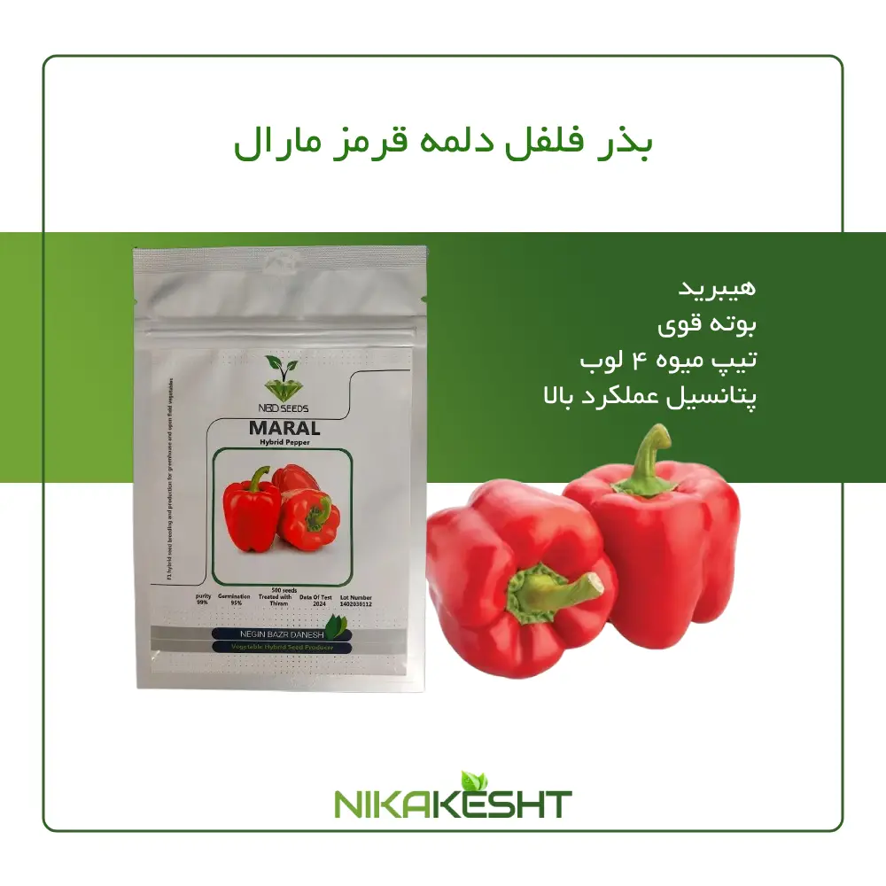 بذر فلفل دلمه قرمز گلخانه ای مارال
