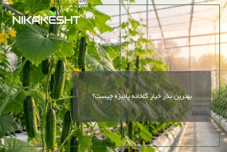 بهترین بذر خیار گلخانه پائیزه کدام است
