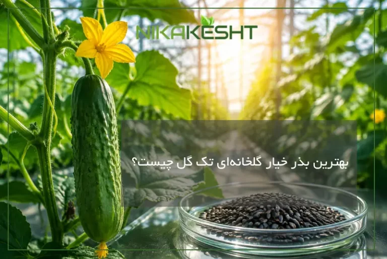 بهترین بذر خیار گلخانهای تک گل چیست؟