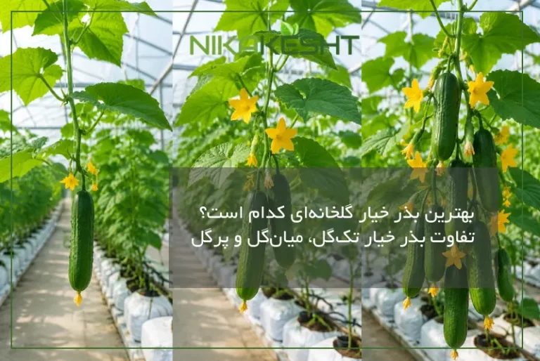 تفاوت بذر خیار تکگل، میانگل و پرگل