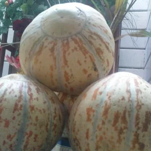 تیل آتشی