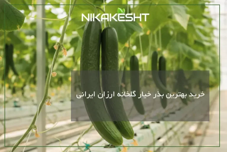 خرید بهترین بذر خیار گلخانه ارزان ایرانی