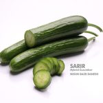 بذر خیار گلخانه ای سریر