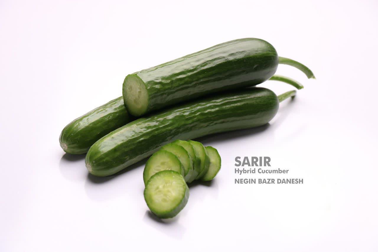 بذر خیار گلخانه ای سریر