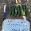 بذر خیار ایمپرس ویلمورین فضای باز