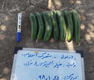محصول بذر خیار ایمپرس
