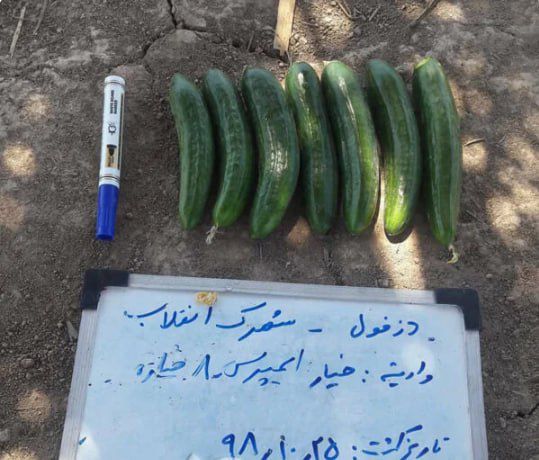 بذر خیار ایمپرس ویلمورین فضای باز