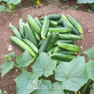 بذر خیار ایمپرس ویلمورین