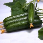 بذر خیار بت آلفا روزن سیدز