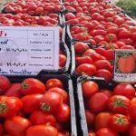 بذر گوجه فرنگی هیبرید پارس استارسیدز