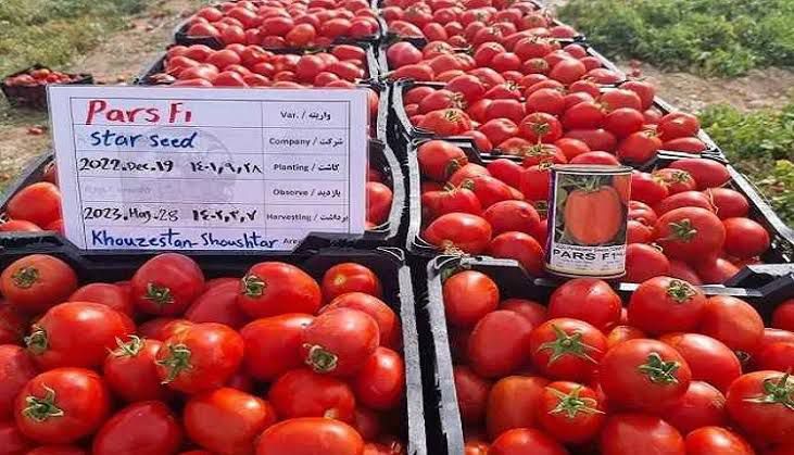 بذر گوجه فرنگی هیبرید پارس استارسیدز