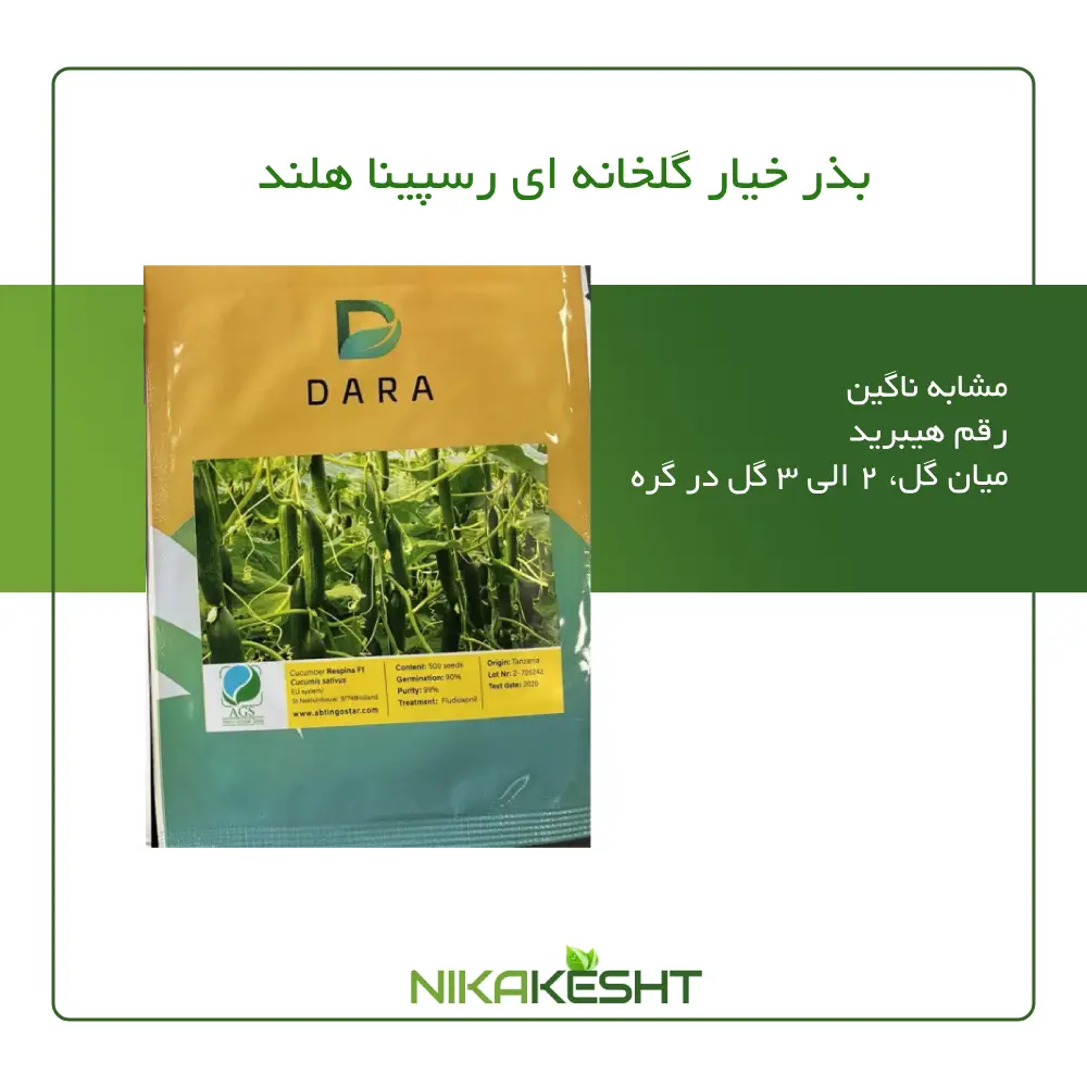 بذر خیار گلخانه ای رسپینا هلند