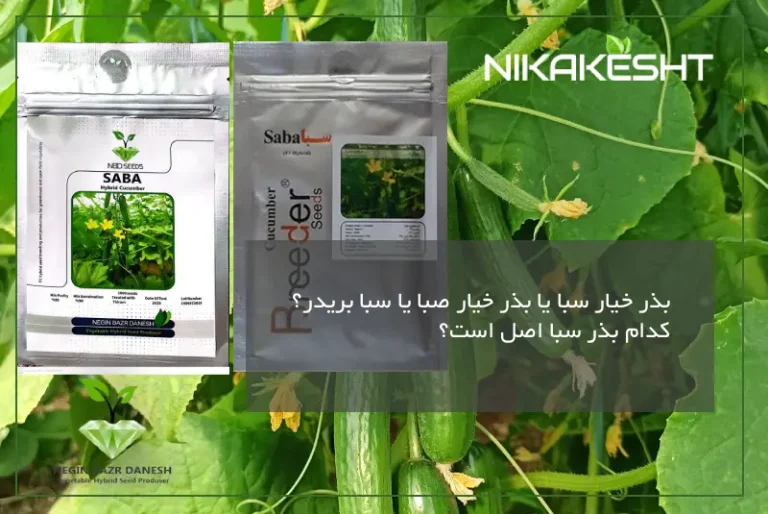 خرید بذر خیار سبا اصل