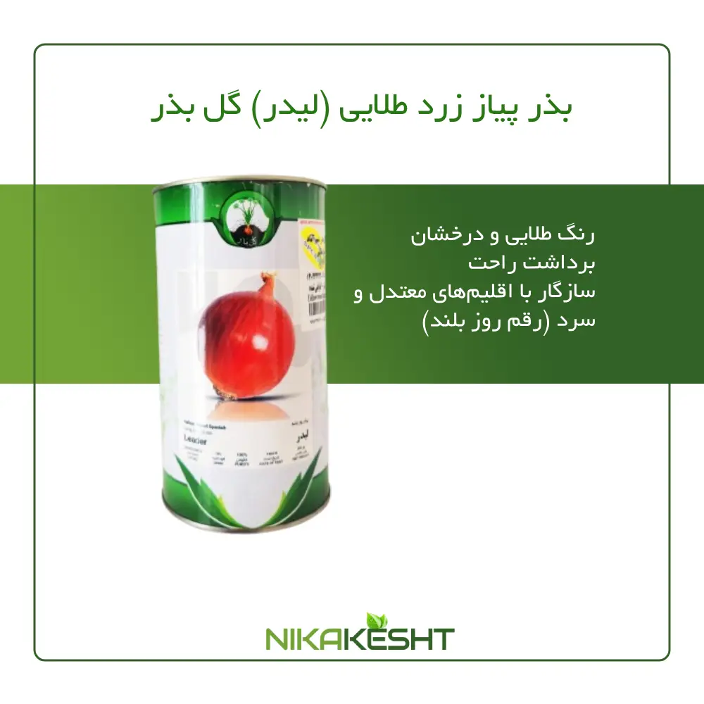 بذر پیاز زرد طلایی گل بذر