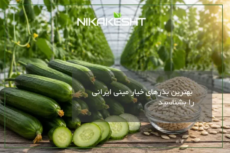 بهترین بذرهای خیار مینی ایرانی