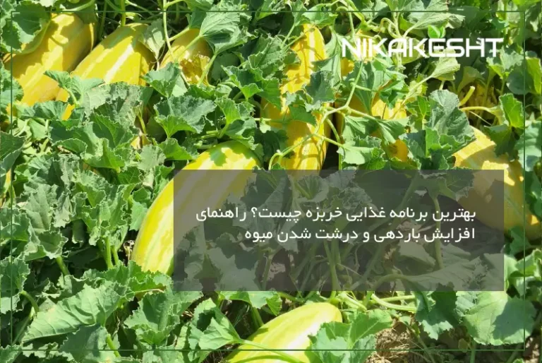 بهترین برنامه غذایی خربزه چیست؟ راهنمای افزایش باردهی و درشت شدن میوه