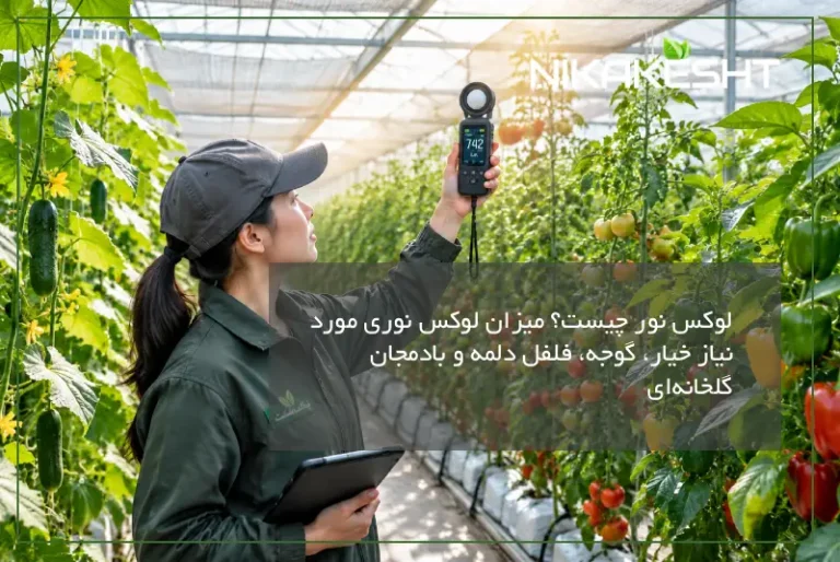 لوکس نور چیست؟ میزان لوکس نوری مورد نیاز خیار، گوجه، فلفل دلمه و بادمجان گلخانه‌ای