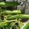 بذر خیار فضای باز هیبرید تکین