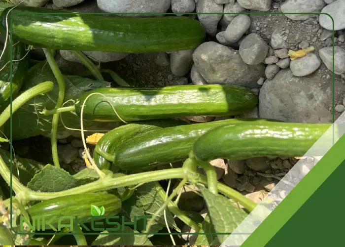 بذر خیار فضای باز هیبرید تکین