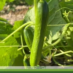 بذر خیار فضای باز هیبرید تکین