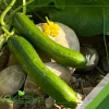 بذر خیار فضای باز هیبرید تکین