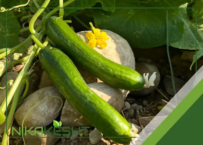 بذر خیار فضای باز هیبرید تکین