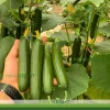 بذر خیار گلخانه ای سوین پتکتار