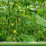 بذر خیار گلخانه ای سوین پتکتار