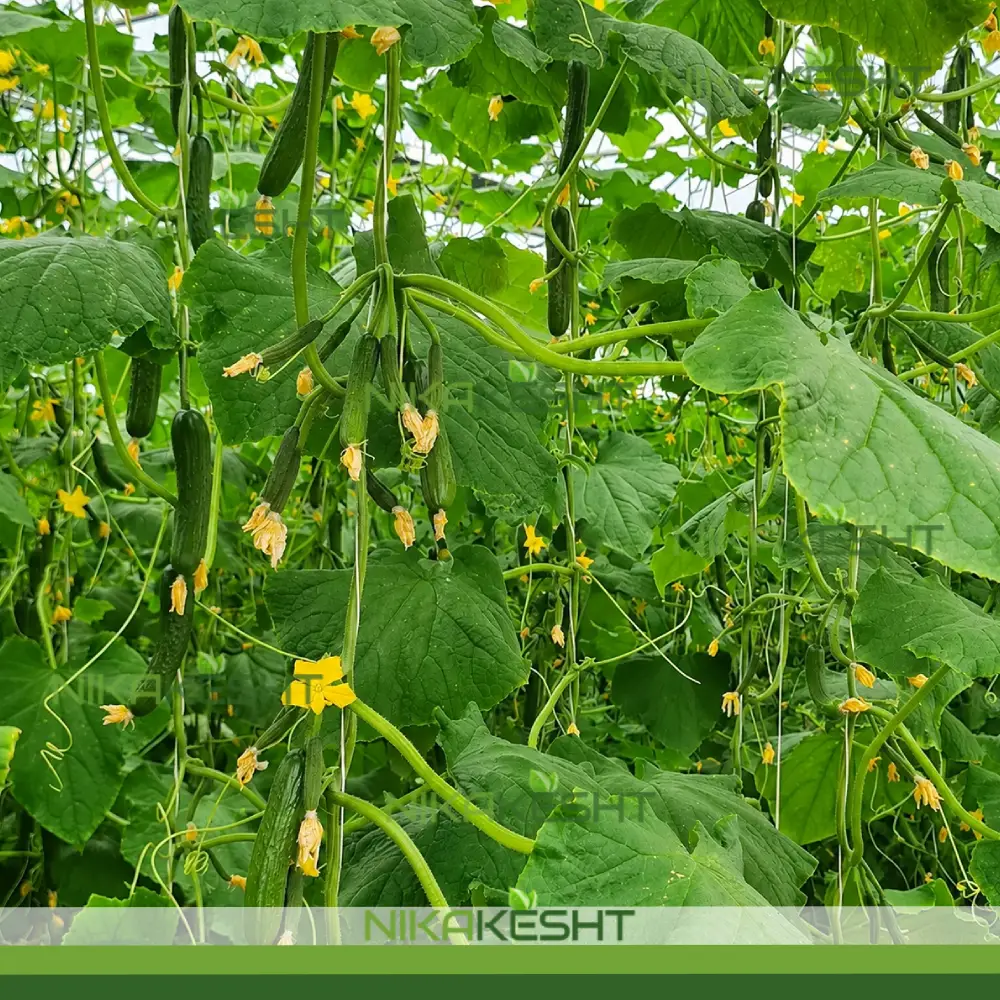بذر خیار گلخانه ای سوین پتکتار