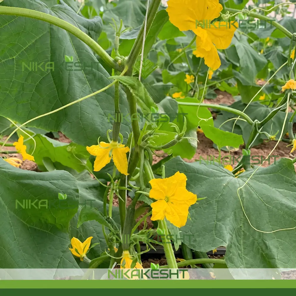 بذر خیار گلخانه ای سوین پتکتار