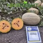 بذر خربزه ملون میشل روماسیدز