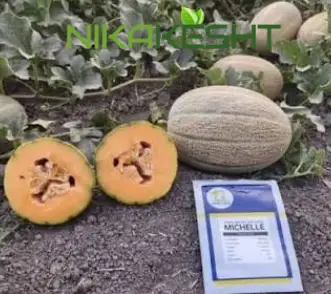 بذر خربزه ملون میشل روماسیدز