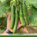 بذر خیار گلخانه ای پالیز ترکیه