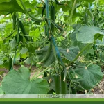 بذر خیار گلخانه ای پالیز ترکیه