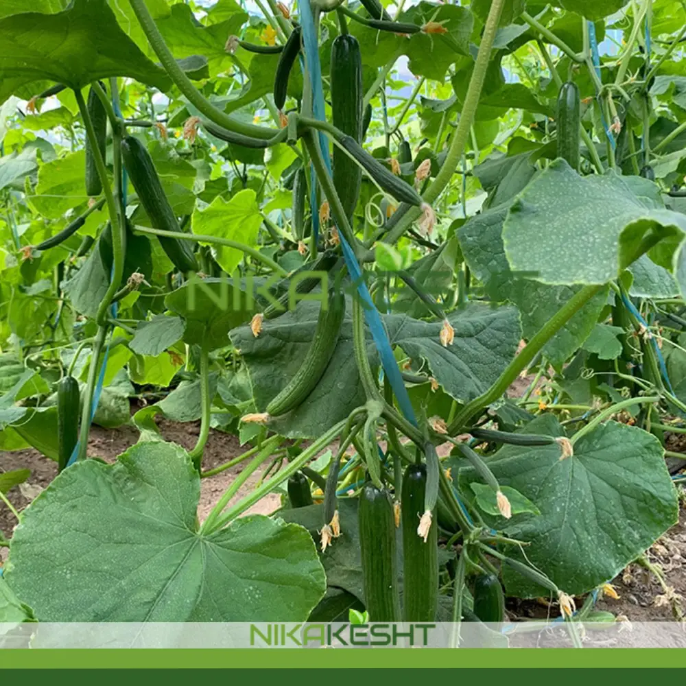 بذر خیار گلخانه ای پالیز ترکیه