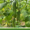 بذر خیار گلخانه ای پالیز ترکیه