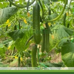 بذر خیار گلخانه ای پالیز ترکیه