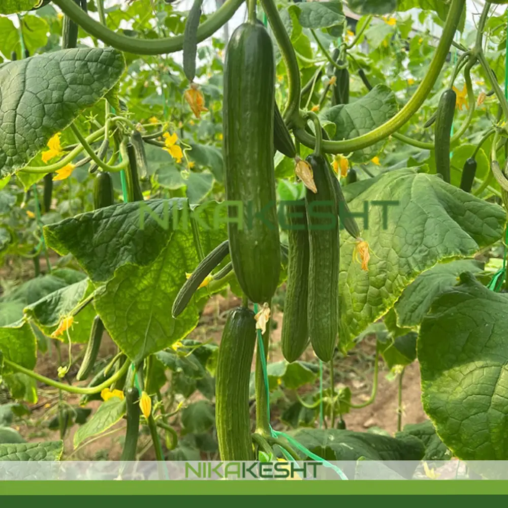 بذر خیار گلخانه ای پالیز ترکیه