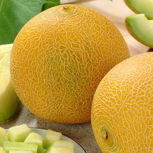 بذر خربزه ملون کالیا روماسیدز
