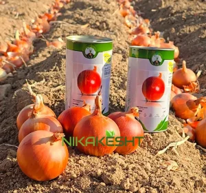 بذر پیاز یلو سوئیت اسپنیش