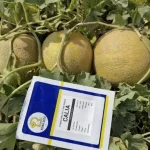 بذر خربزه ملون کالیا روماسیدز