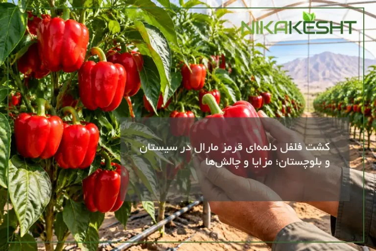 کشت فلفل مارال در سیستان و بلوچستان