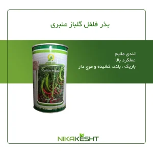 بذر فلفل گلباز عنبری