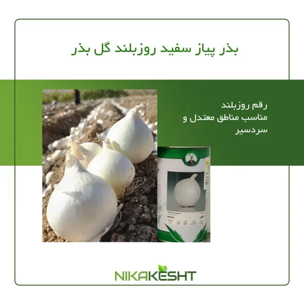 بذر پیاز سفید روز بلند گل بذر