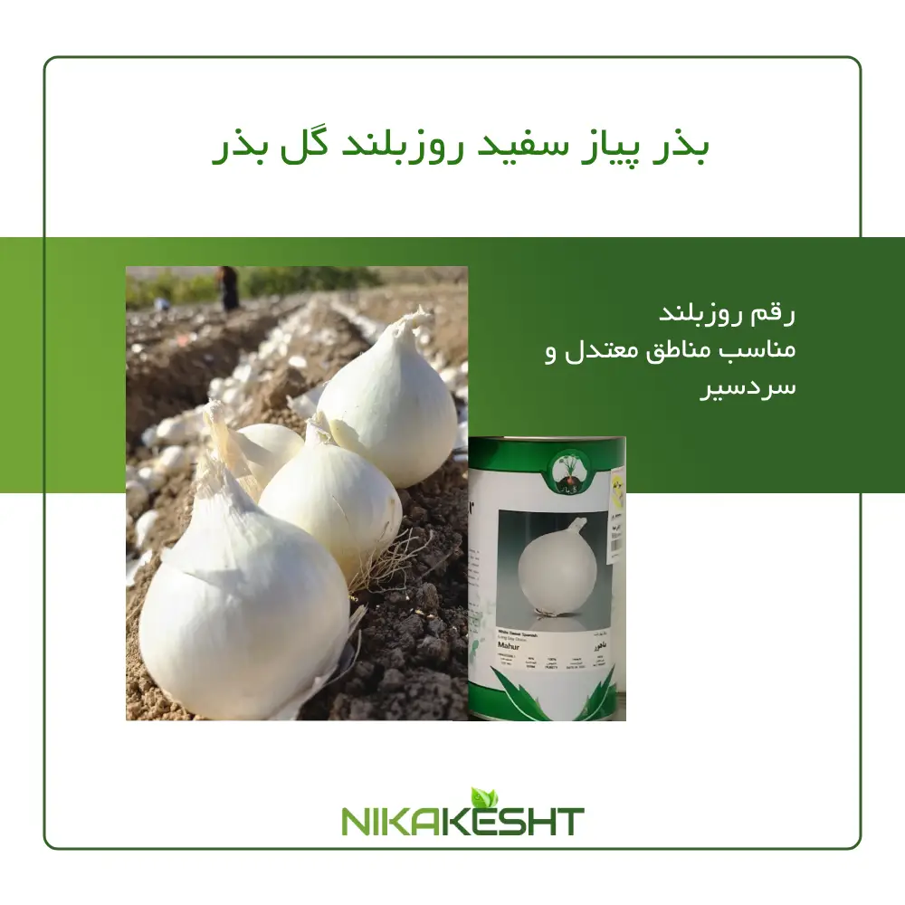بذر پیاز سفید روز بلند گل بذر