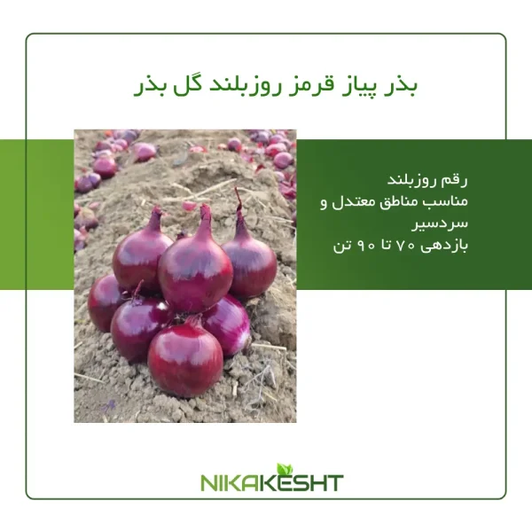 بذر پیاز قرمز روز بلند گل بذر